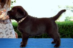 Labrador-retriever-Capri-Puppies