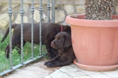 Labrador-retriever-Capri-Puppies